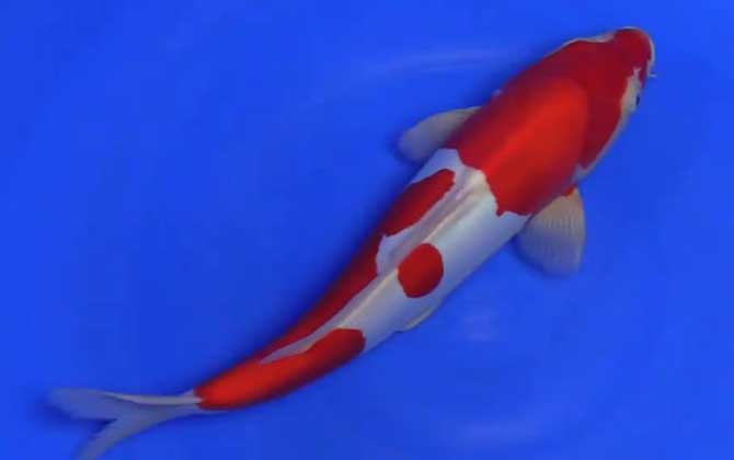日本锦鲤是什么鱼？