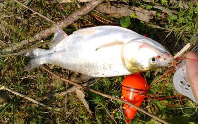 海竿钓鲢鳙最佳水深，没有一定，一般情况下都是以钓浮为主！