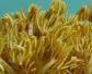 珊瑚虫属于什么动物？