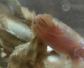 须鳗虾虎鱼是什么鱼？