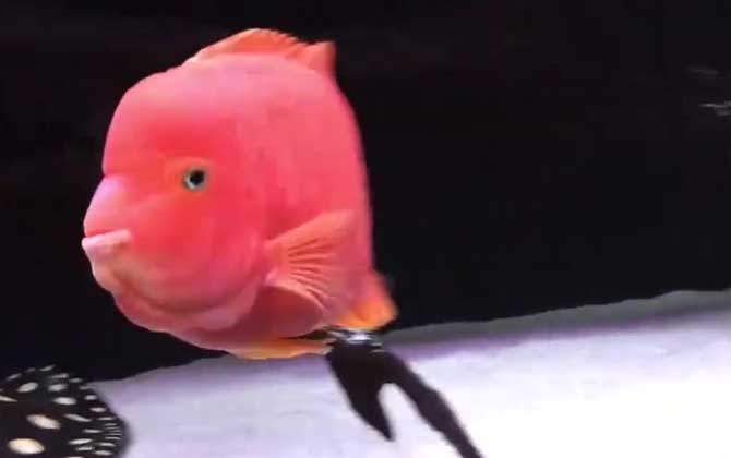 金刚鹦鹉鱼是什么鱼？