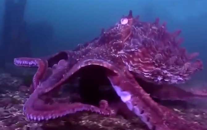 北太平洋巨型章鱼