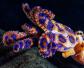 蓝环章鱼是什么动物？