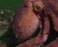 北太平洋巨型章鱼是什么动物？