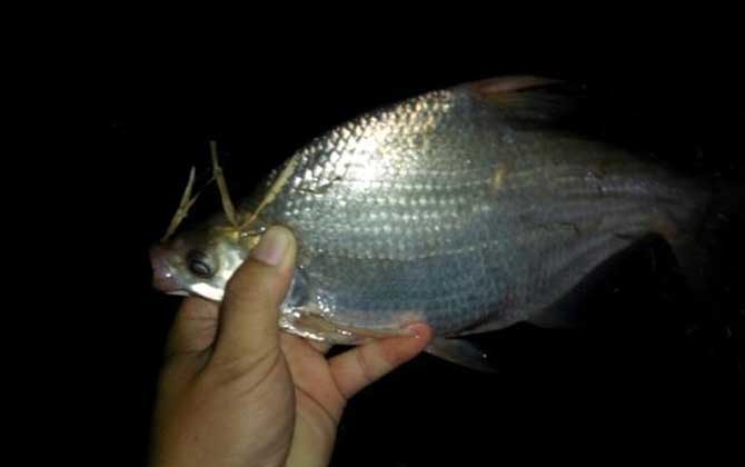 夏天钓鱼技巧及饵料配方