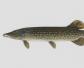 白斑狗鱼是什么鱼？