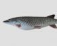 黑斑狗鱼是什么鱼？