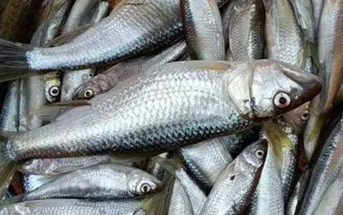 马口鱼价格多少钱一斤？