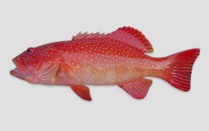 红星石斑鱼