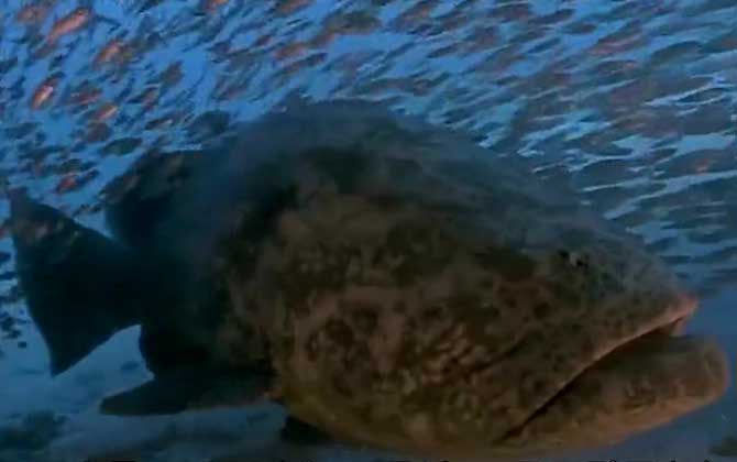 巨型石斑鱼