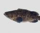 青石斑鱼是什么鱼？