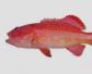 红星石斑鱼是什么鱼？