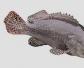 巨型石斑鱼是什么鱼？