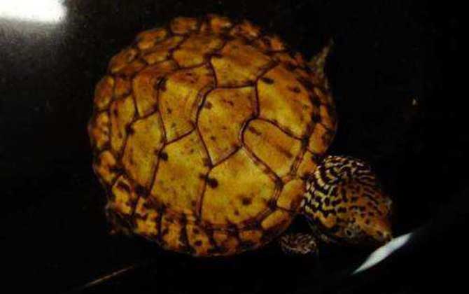虎纹蛋龟