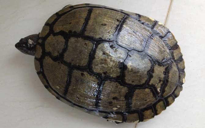 古巴彩龟是什么龟？