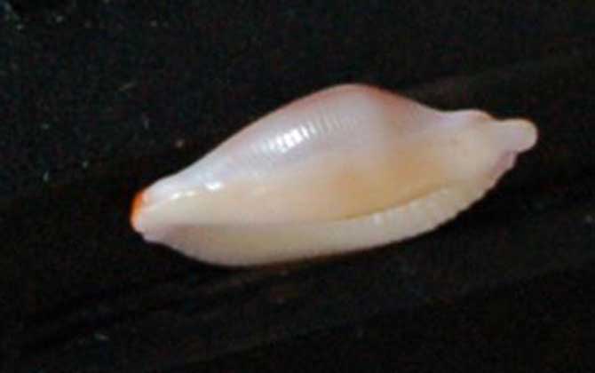 海兔螺