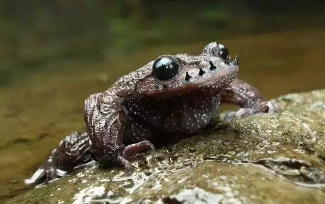 胡子蛙