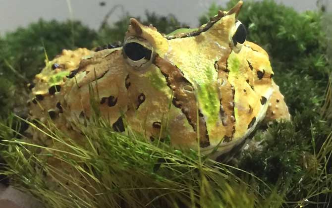 蝴蝶角蛙是什么动物？