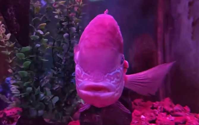 皇冠鱼