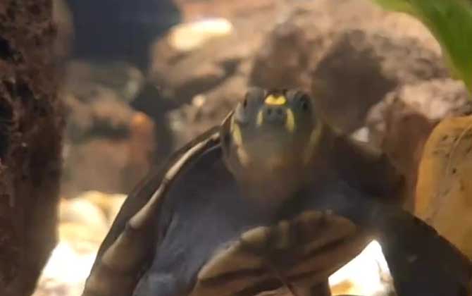 黄头侧颈龟
