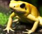 黄金箭毒蛙是什么蛙？