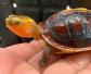 黄缘闭壳龟是什么龟？