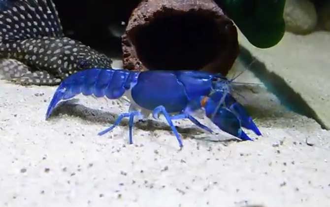 蓝魔虾