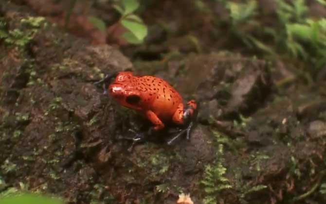 箭毒蛙是什么动物？