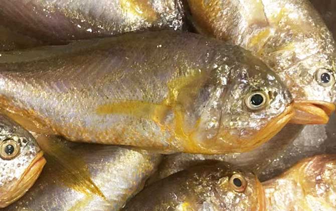 梅童鱼是什么鱼？