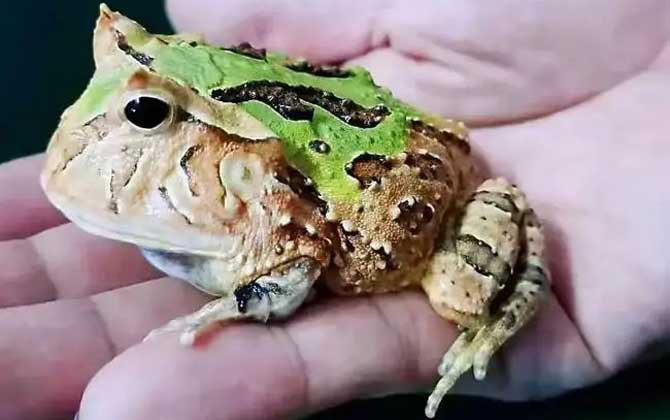 南美角蛙
