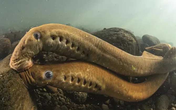 七鳃鳗是什么动物？