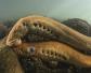七鳃鳗是什么动物？