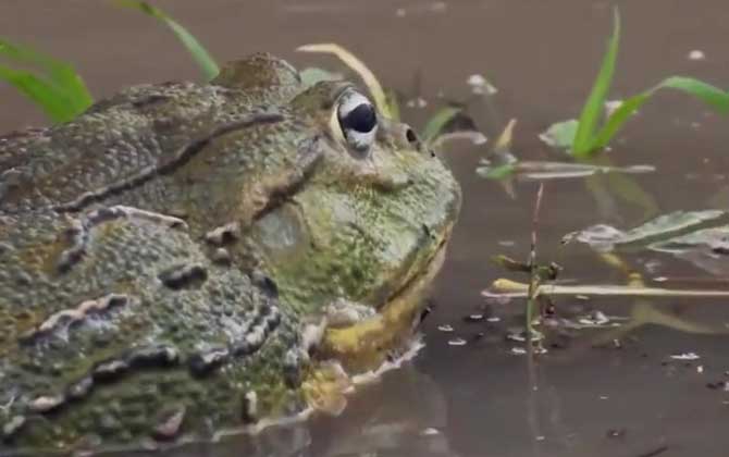 食人蛙是什么动物？