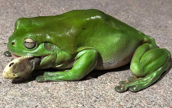 食蛇蛙