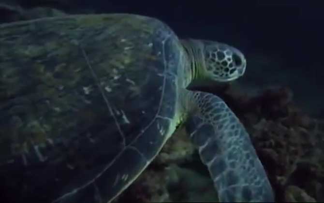 太平洋绿龟