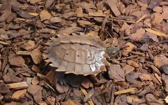 太阳龟是什么龟？