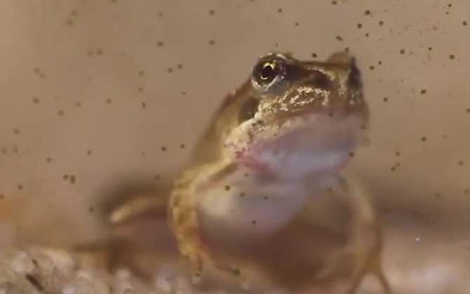 萎缩蛙是什么动物？