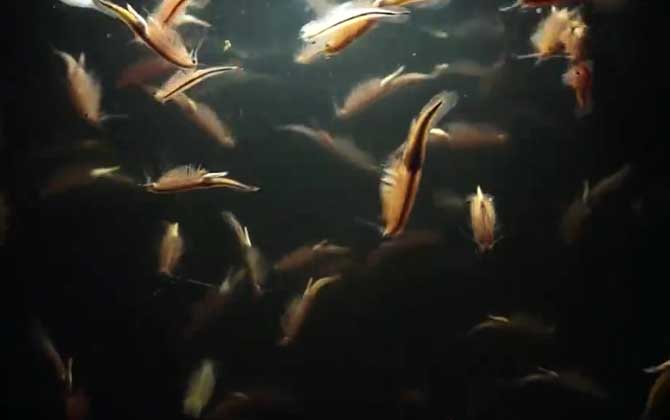 仙女虾