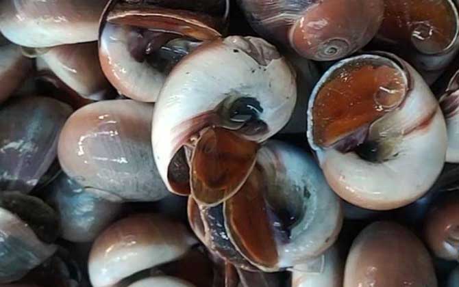 响螺是常见的食用型螺类,学名香螺,别称马螺,金丝螺等,在生物学分类上