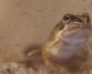 萎缩蛙是什么动物？