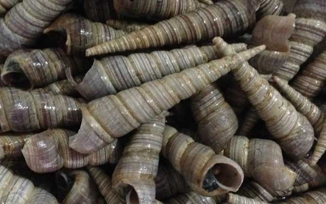 十,锥螺(尖尾螺,笋锥螺)锥螺是常见的食用型螺类,因螺壳呈锥形而得名