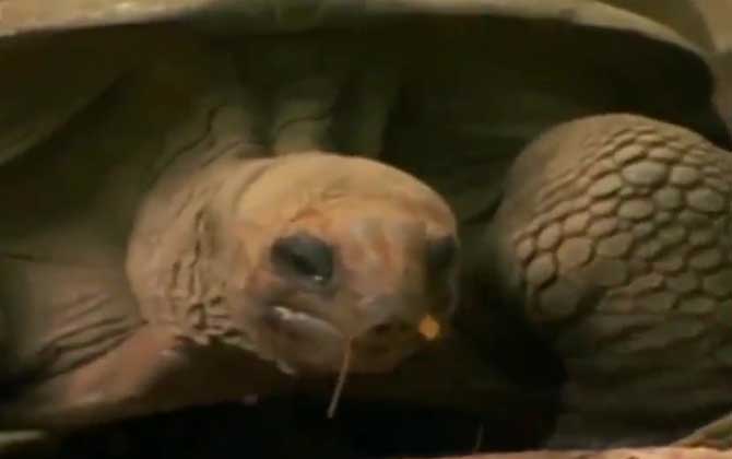 亚达伯拉象龟