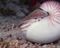 鹦鹉螺是什么动物？