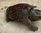 鹰嘴龟是什么动物？