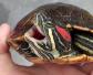 巴西龟饲养方法及病害防治