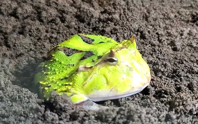 霸王角蛙寿命有多长？