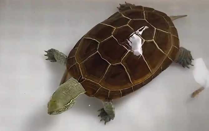 广东草龟是什么龟？