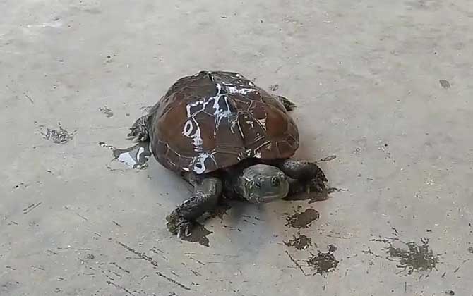 广东草龟