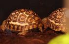 豹纹龟是几级保护动物？