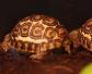 豹纹龟是几级保护动物？